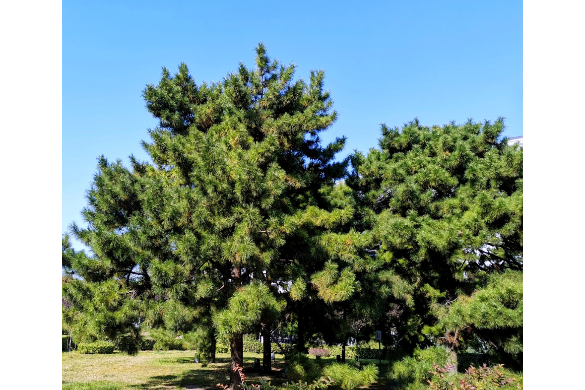<strong>從沙柳、紅柳與油松到生物質(zhì)碳：資源的高效轉(zhuǎn)化</strong>